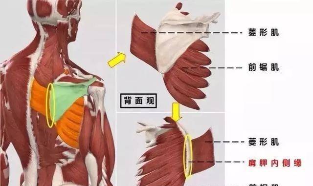 热巴的"蝴蝶背"火了!让人羡慕,但是却藏着你不知道的危害?