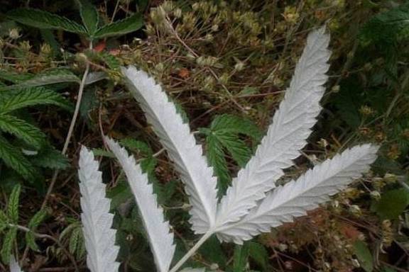 山里的这种野草真是个宝,可调节血糖,降胆固醇,可惜越来越少_食用