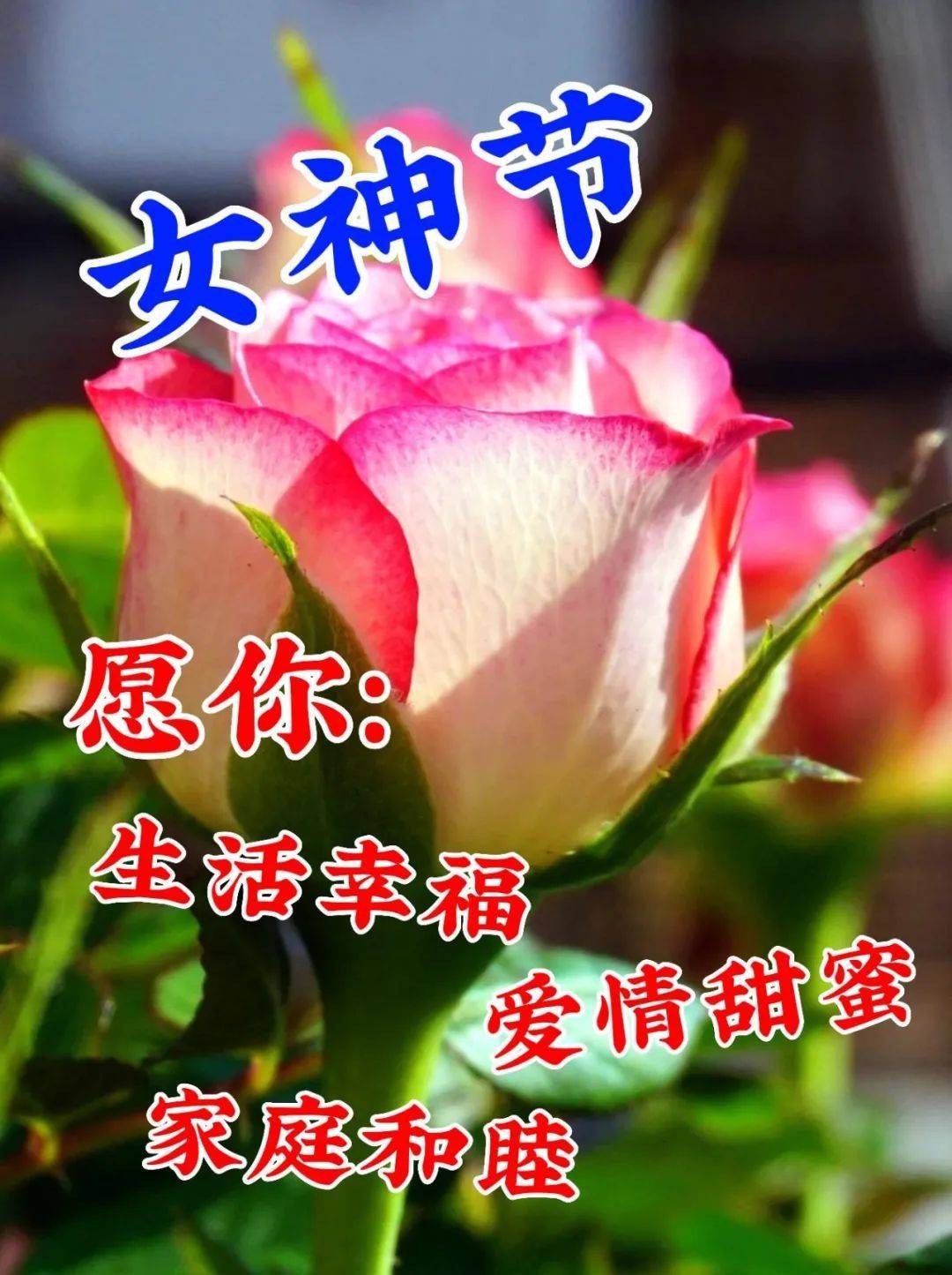 3月8日妇女节温馨唯美祝福图片问候语短句