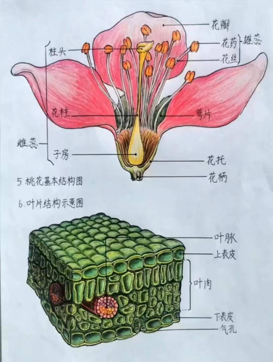 生物绘图作品植物图片