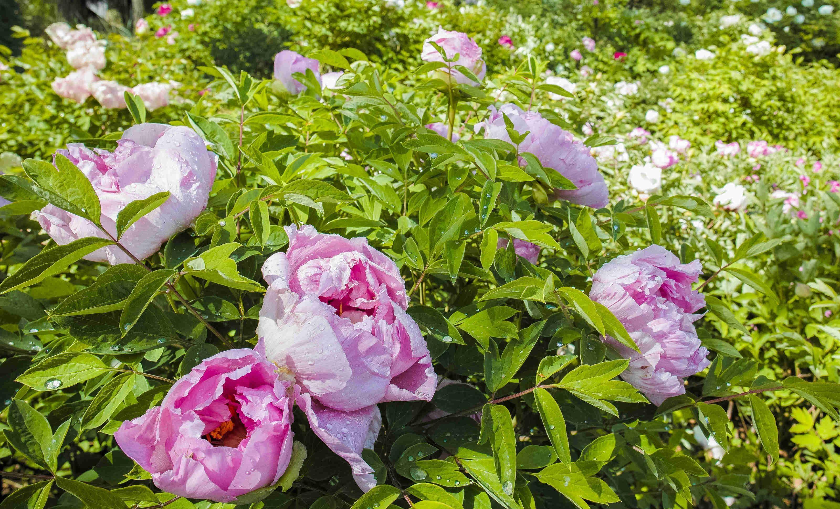 畅游甘肃-兰州新区中川牡丹园_博览园_品种_文化