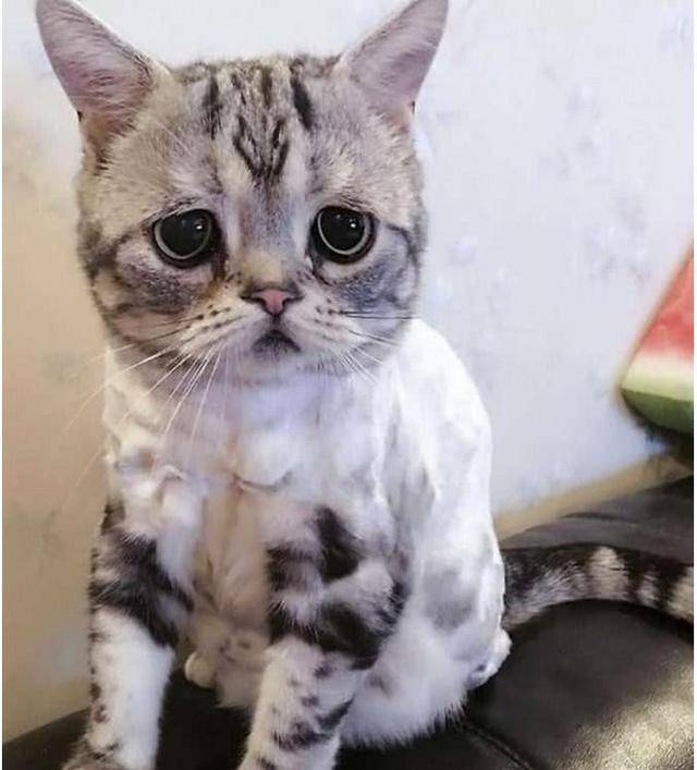 因一副愁苦面容"走红"的猫咪,竟然笑了,网友:偷猫判罪吗?