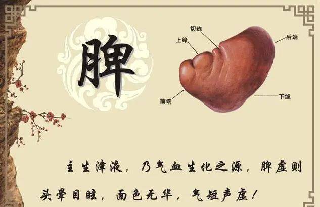 脾在什么位置 来自搜狐网