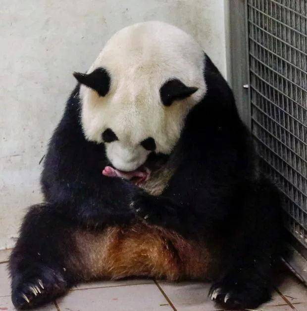 大熊猫"好好"在比利时天堂动物园生龙凤胎,无毛熊猫幼崽很稀奇_濒危