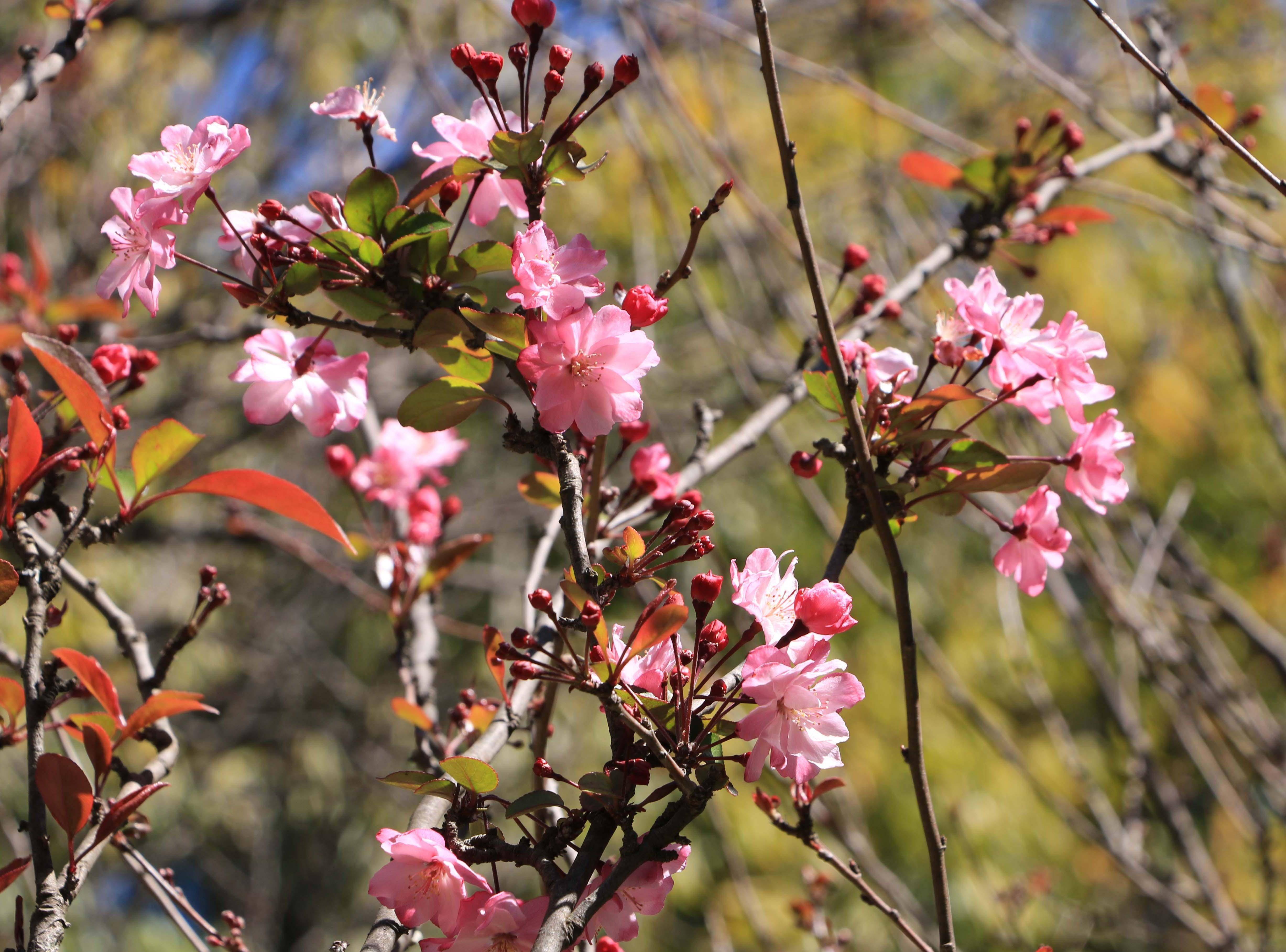 昆明圆通山海棠花娇艳绽放,花开有期美丽盛景等你来欣赏_樱花_时候