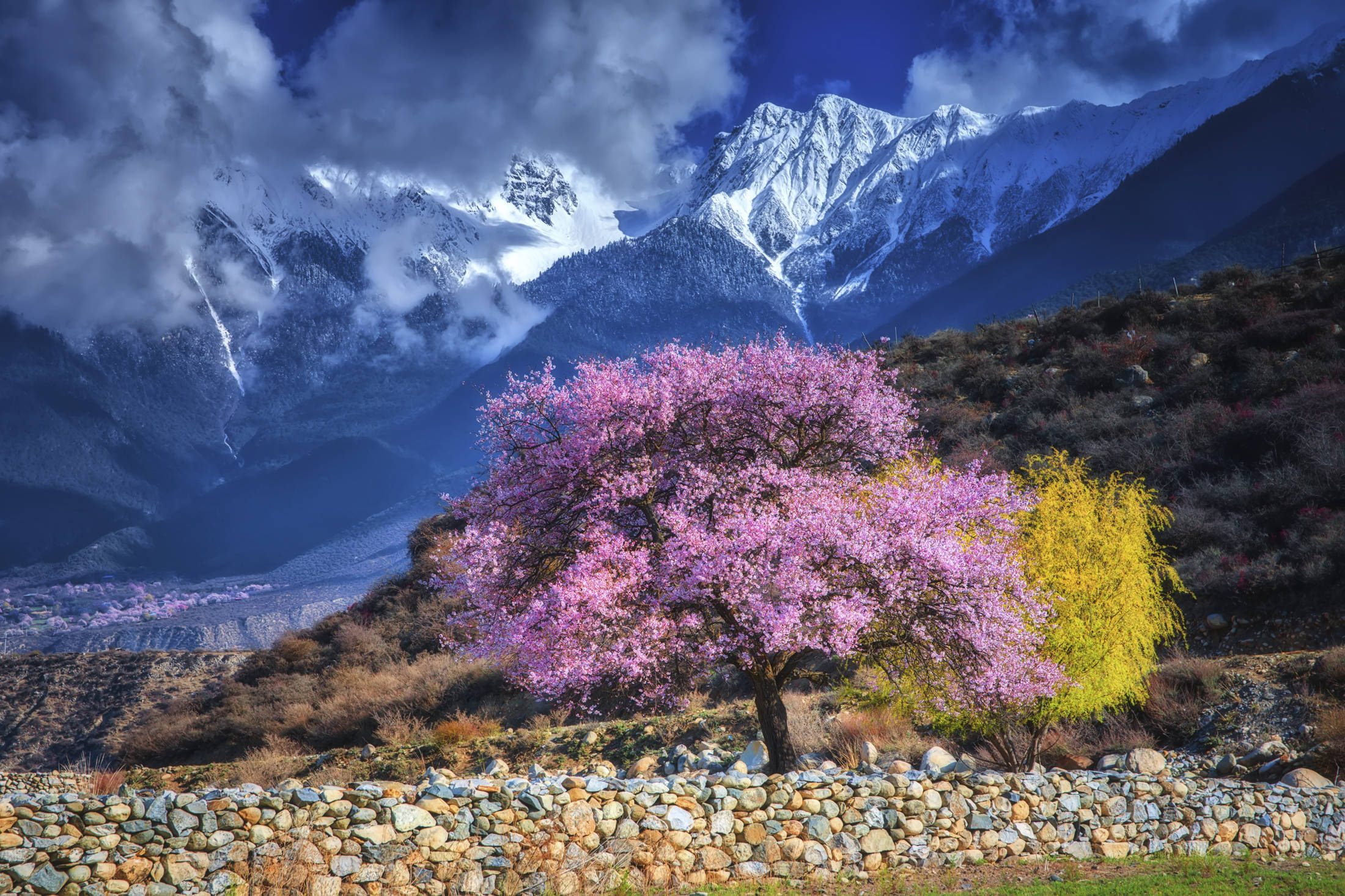 林芝桃花 唯美图片