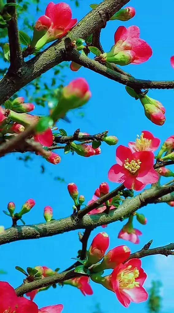 虞美人盛开的山坡,迎风招展,招蜂引蝶.