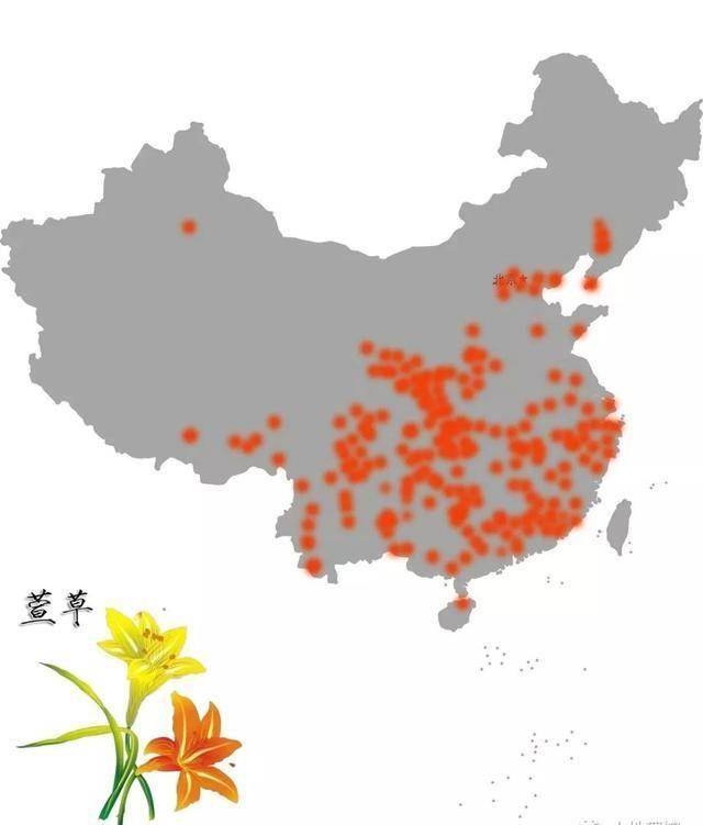 萱草花图片（萱草花图片唯美高清） 第15张