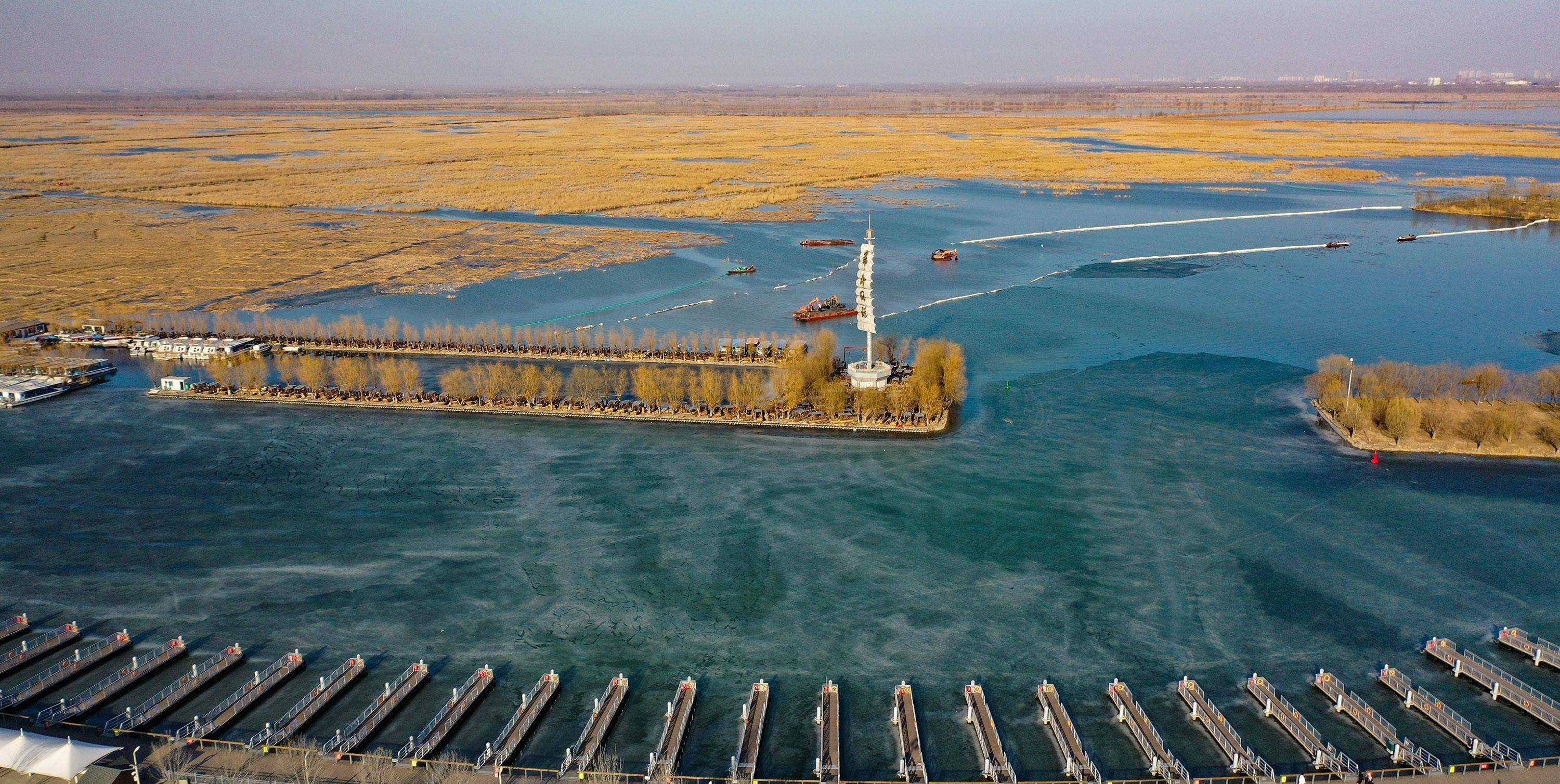 白洋淀迎开河季,十万亩芦苇宛如"金色海洋"_华北_码头_新区