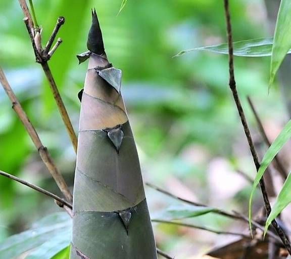 自古以来艺术家是美食家,大诗人在诗词里如何形容竹笋的?