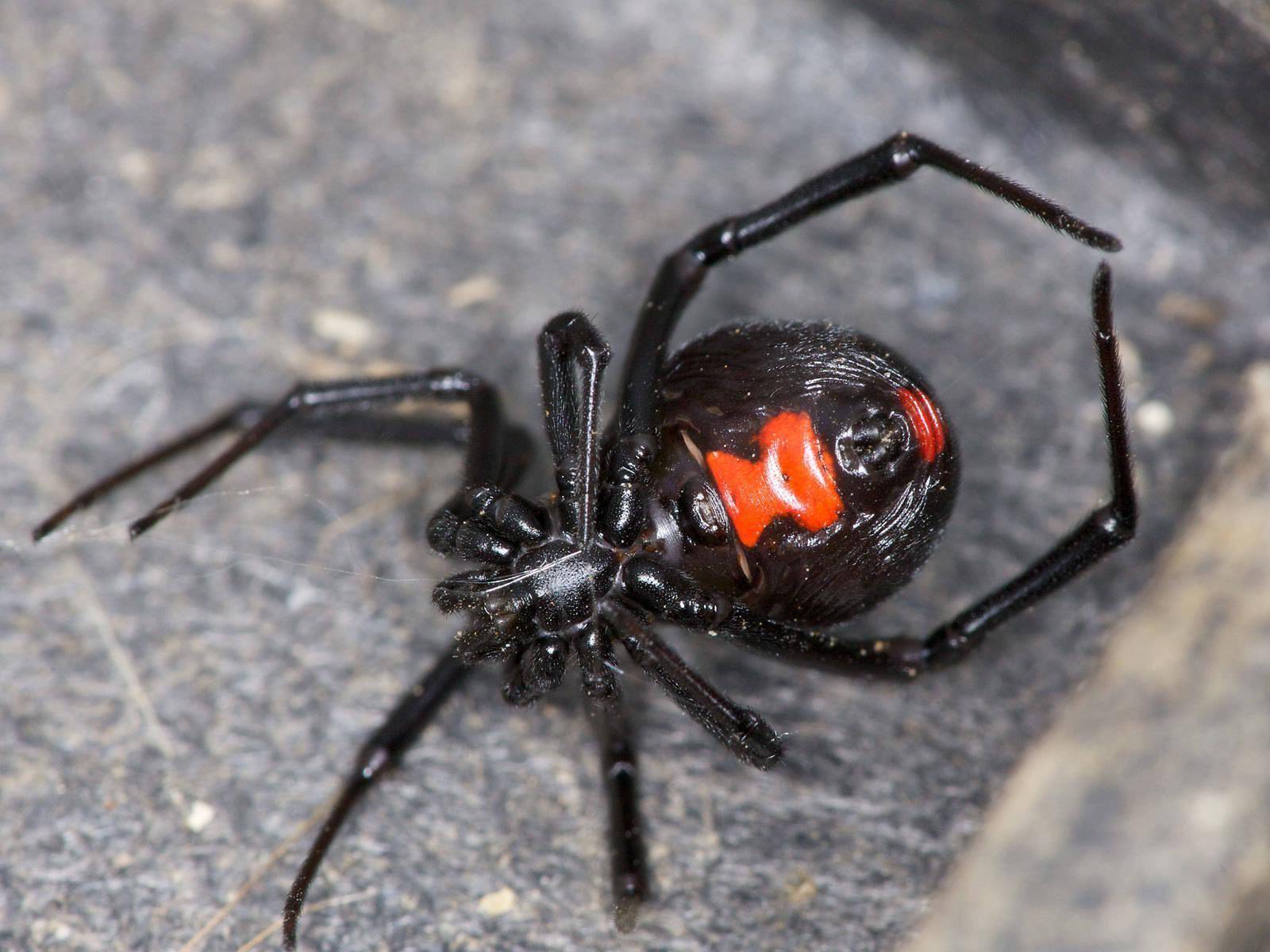 2022年11月厦门海关查获了一批黑色活体蜘蛛,经鉴定该蜘蛛为间斑寇蛛