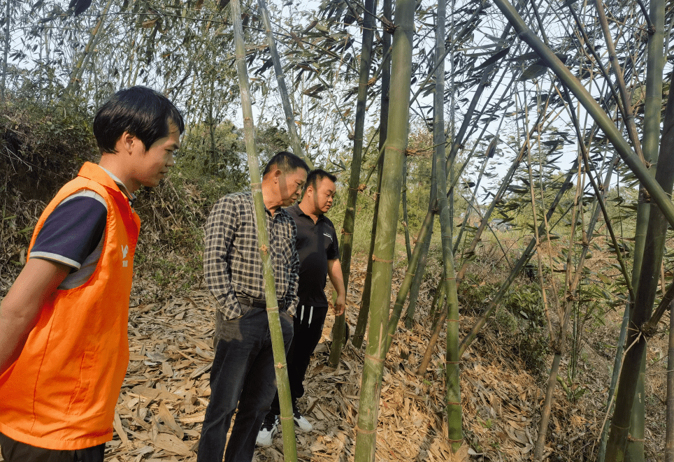 岭南山珍"笋王"——"绿珠女"牌麻竹笋_种植_浪平_博白县