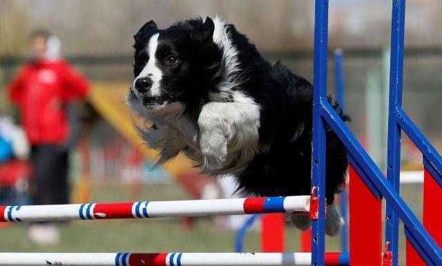 俄罗斯举办犬类敏捷锦标赛,狗狗穿越障碍身姿敏捷_进行_赛事_世界
