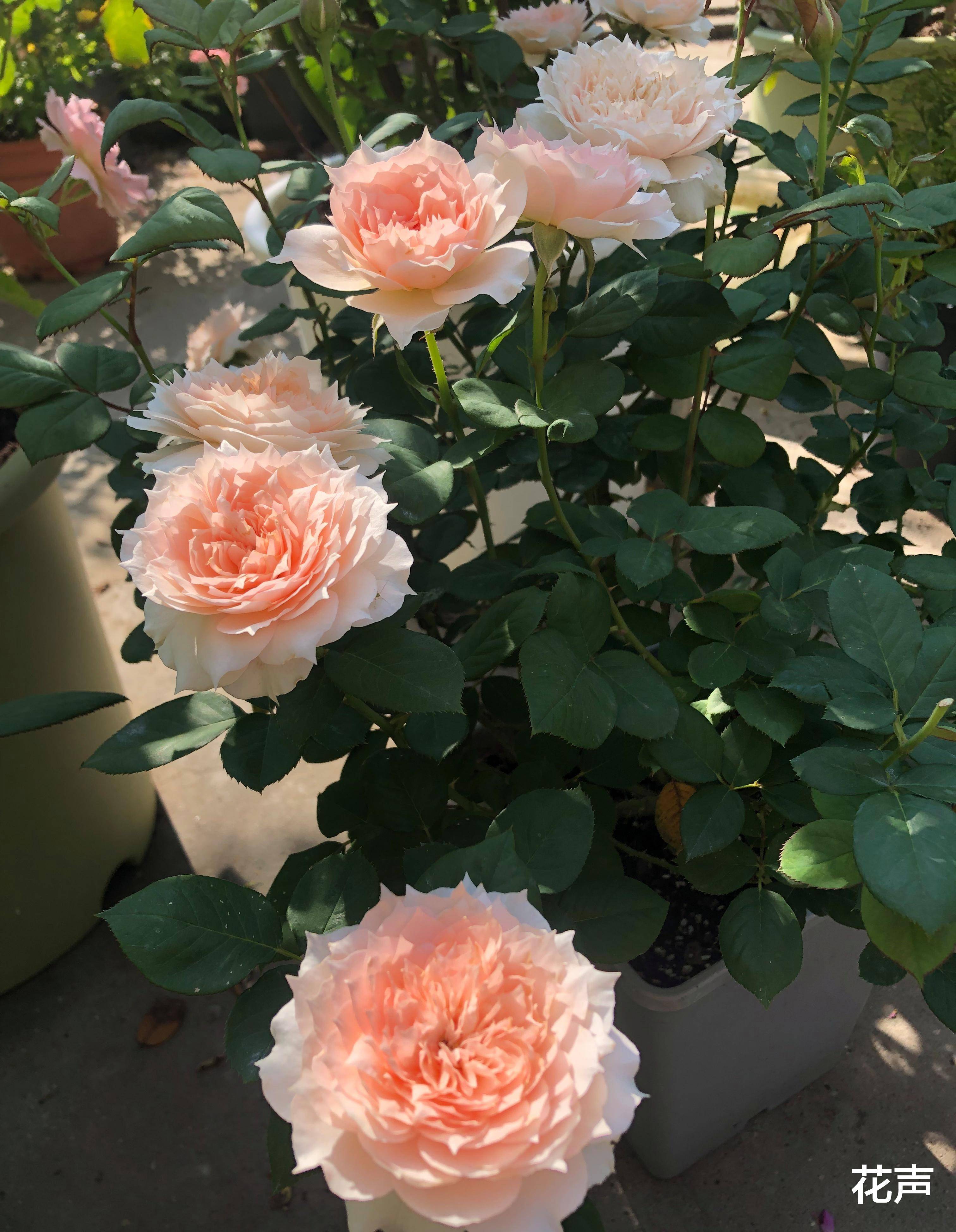 月季花界的"仙女"—莫妮卡戴维,颜值高,香气好闻,开花也勤快_花朵