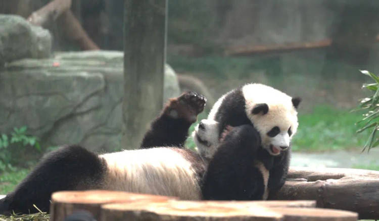 “渝可”“渝爱”！重庆动物园熊猫“名册”上新