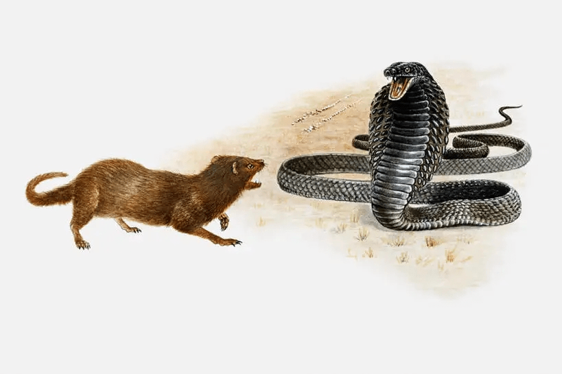 把五步蛇和眼镜蛇关一起,不到1分钟,五步蛇就能立刻咬死眼镜蛇_体长