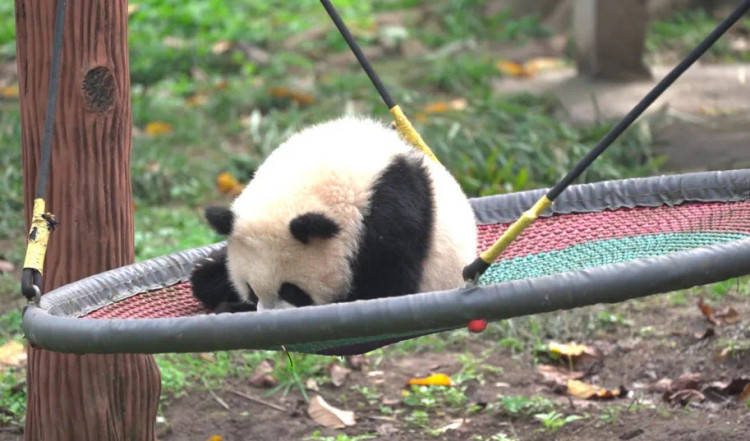 “渝可”“渝爱”！重庆动物园熊猫“名册”上新