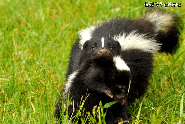 ",毒气专家臭鼬,臭味5公里外都能闻到_气味_恶臭_尾巴