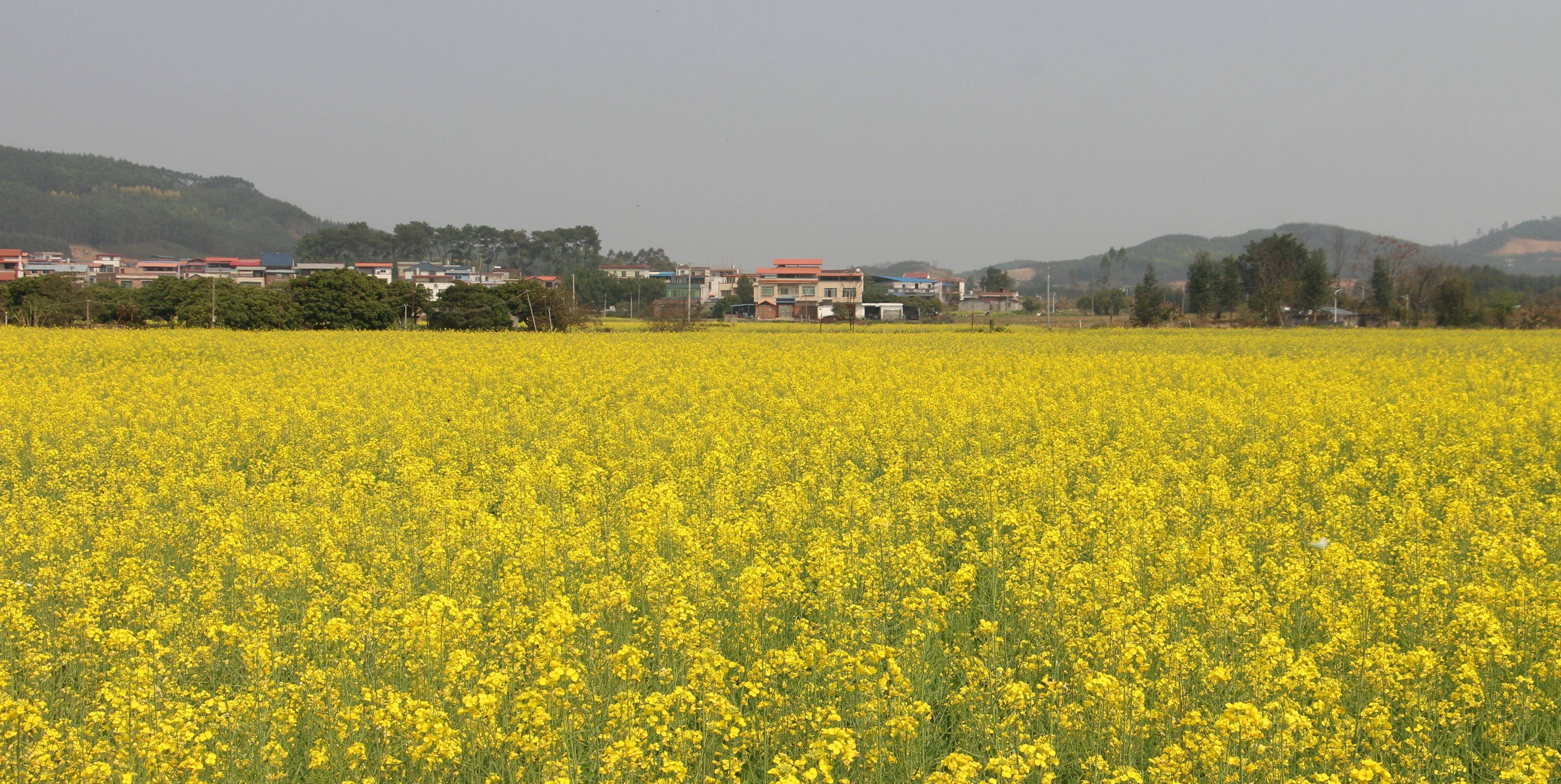 来宾市风景图片