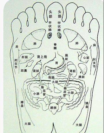 脚部按摩图肾的位置图片