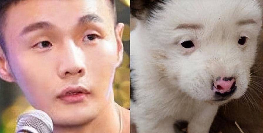 和明星撞脸的狗,快来看看你家狗子有没有被@到_周杰伦_李荣浩_狗狗