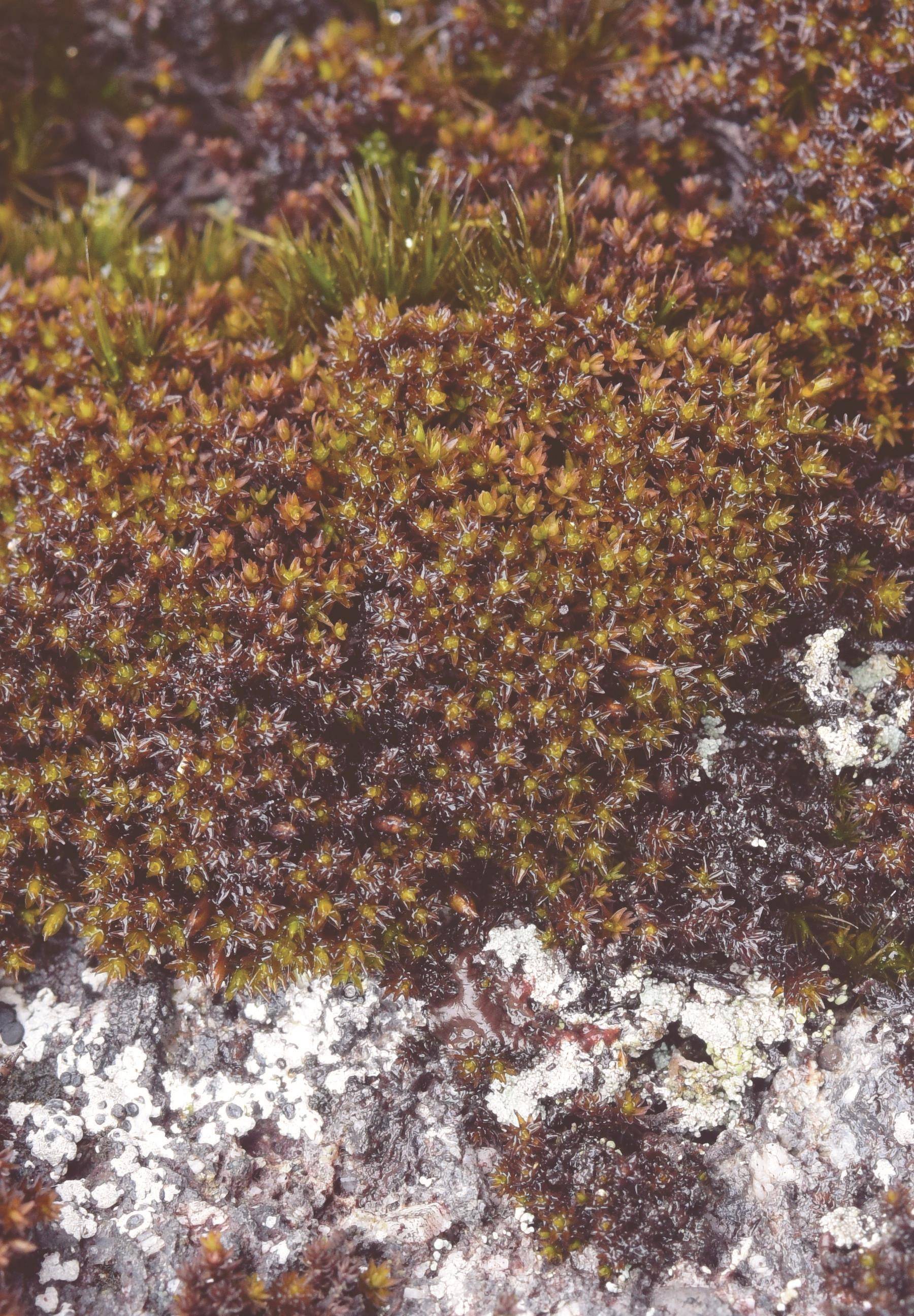 欧黑藓东亚亚种黄岗山的黑藓之前都被鉴定为疣黑藓(andreaea mamill