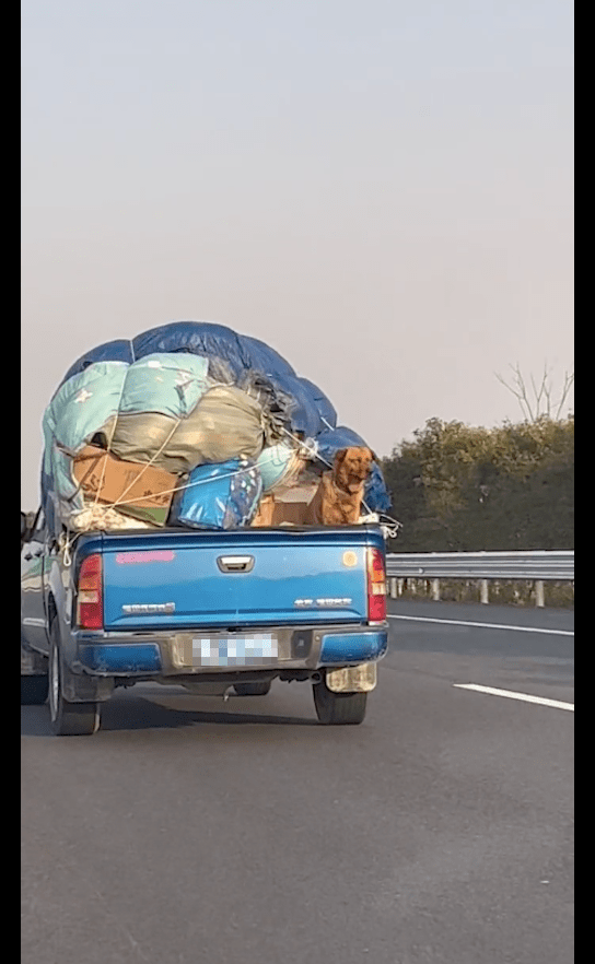 主人开车搬家,还留了一块地方带上狗,它如沐春风的笑容好治愈!