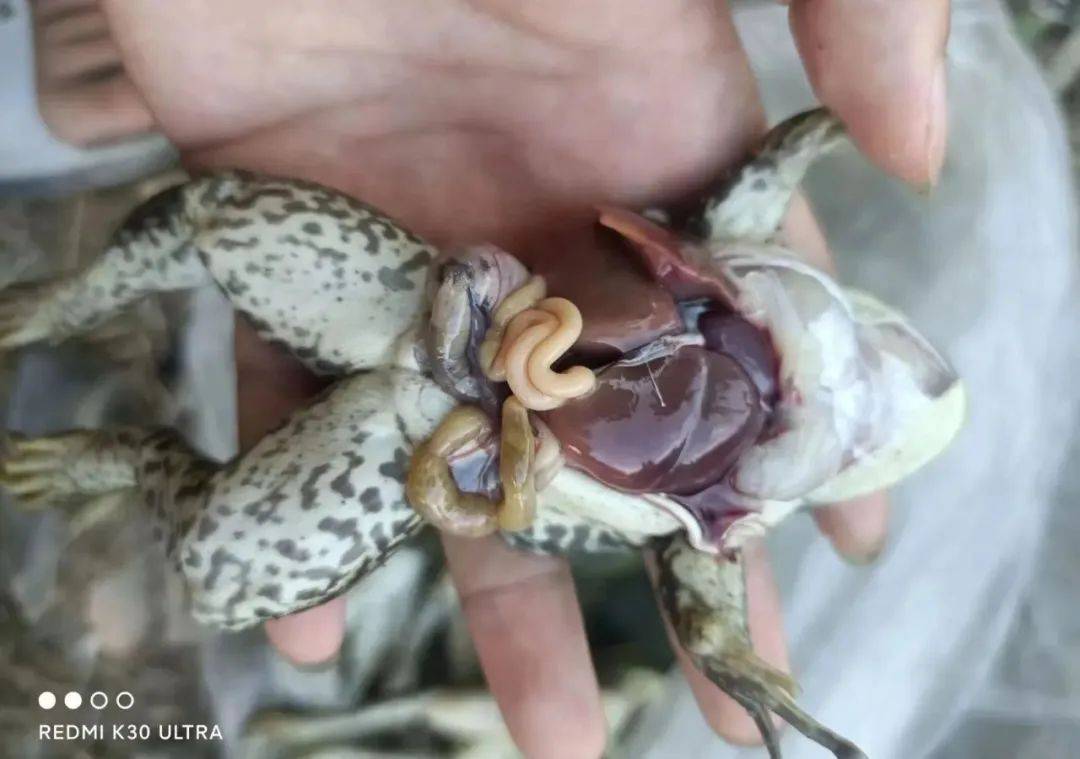 3,肝胆病:病蛙外观呈肥胖状,皮肤呈黄绿色(俗称黄身),无光泽,解剖可见