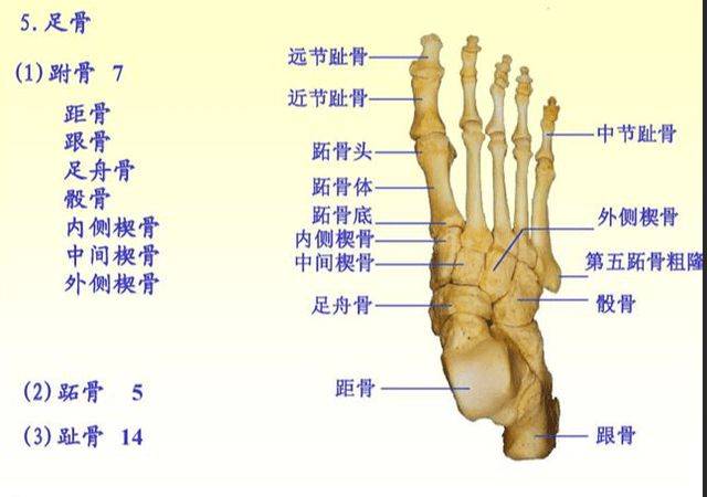 白骨观脚趾图片高清图片