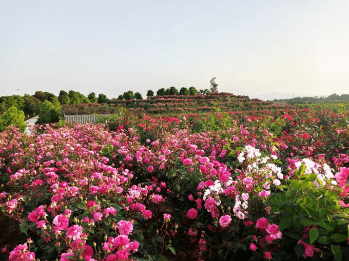 罗山潘新徐寨玫瑰园图片