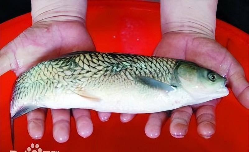 这些生长在山上的鱼,鱼鳞是倒着长的,就好像一句东北话:"你这是活逆鳞