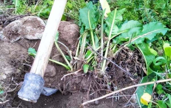 金不换植物（金不换植物图片有几种?） 第3张