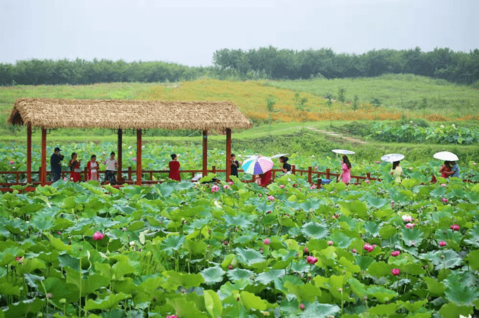 信阳市罗山县潘新镇徐寨村:打造"垄上花田" 助力乡村振兴_发展_集体