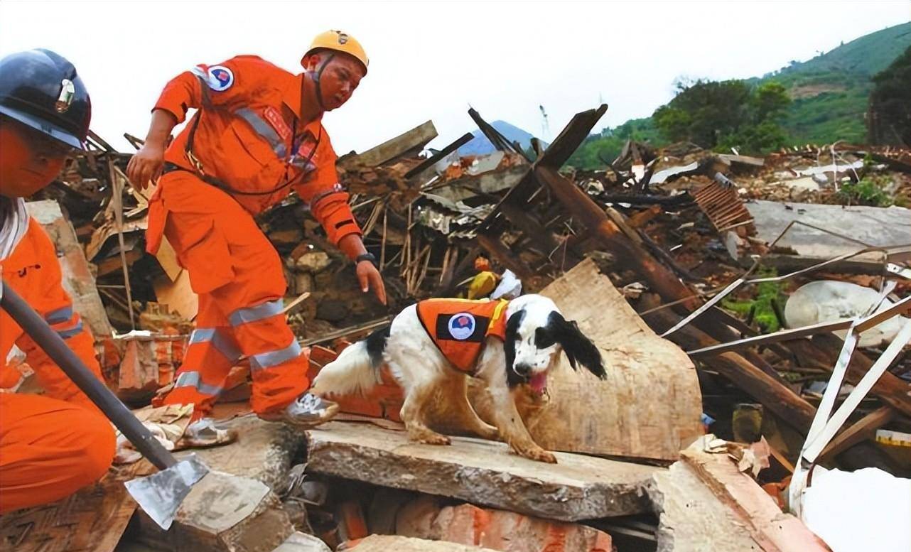 军犬拍戏被故意炸伤,训导员哭到吐血,导演高呼:拍得太好了_电影_海龙