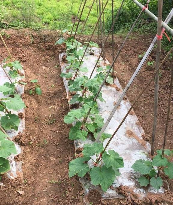 本地大蕃茄結了第一個果,給黃瓜苦瓜們撒了草木灰,這周天