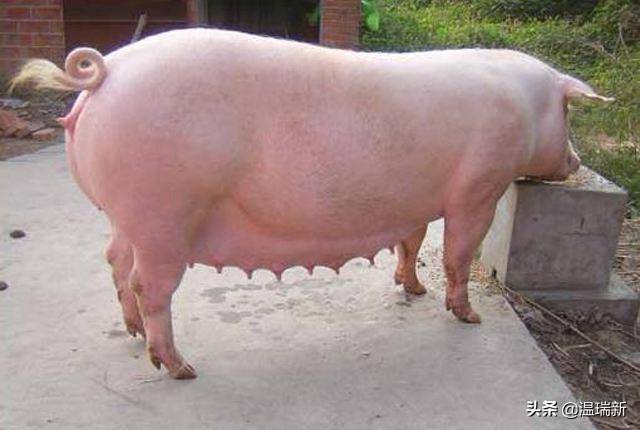 高产母猪的管理技术:妊娠母猪日常的饲养管理_仔猪_饮水_死胎