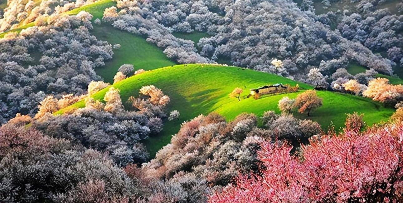 新疆杏花:巍巍昆仑到大美天山(攻略版)