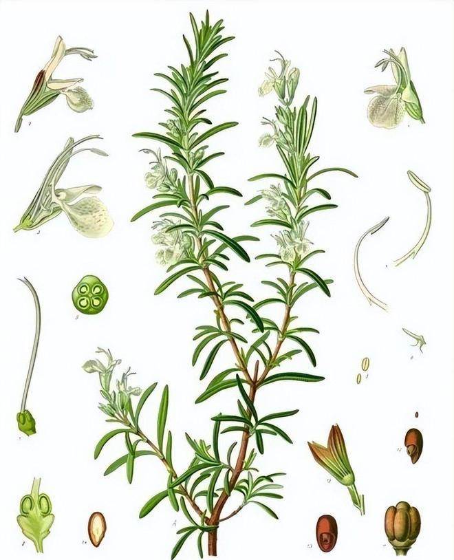 唇形科普通百里香(thymus vulgaris),英文为 thyme.