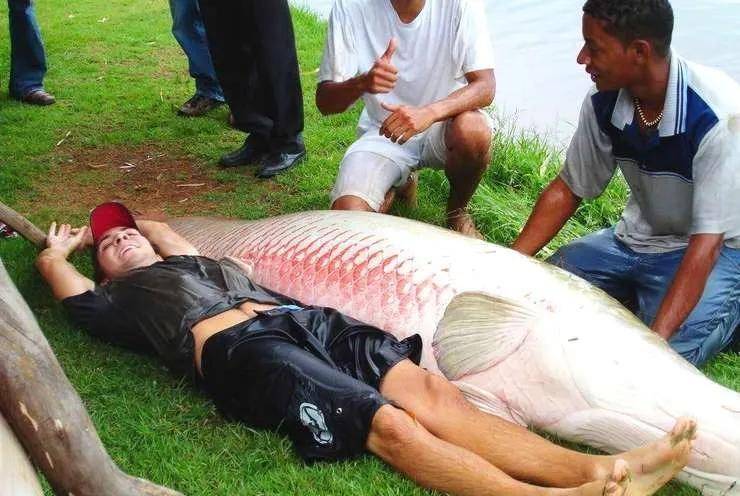 邓刚国外曼谷钓鱼,成功钓起百斤大鱼,据说最大能长到6米?