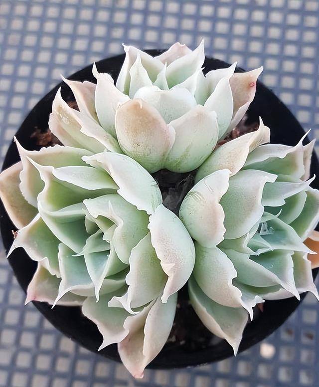 人见人爱的多肉蓝丝绒,牢记掌握几个小技巧,仙气十足惹人爱_植株_种植