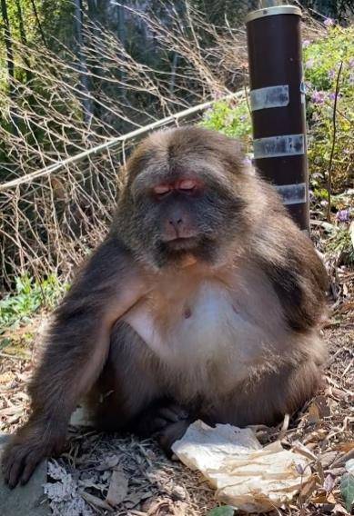 网红独臂猴"星星"蹲山脚等师太回家,连续5天,惹人怜惜_体检_寺庙_网友