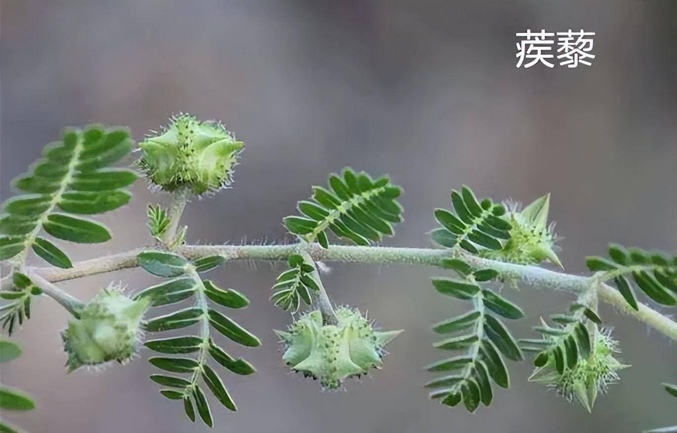 乡下常见中药:蒺藜,行气止痛,燥湿散结,可治肤痒,乳腺肿痛