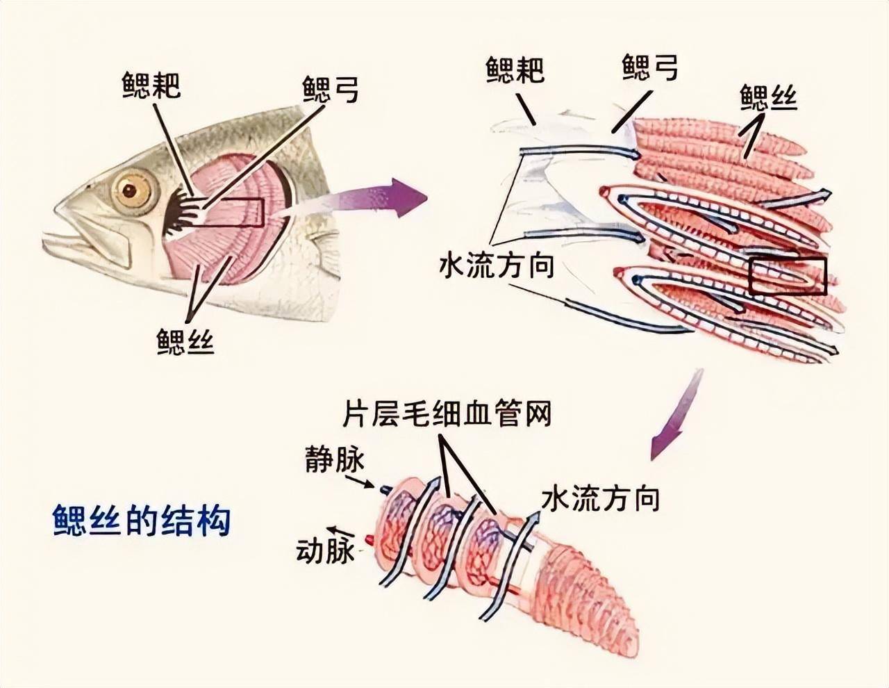 鱼鳃的拼音图片