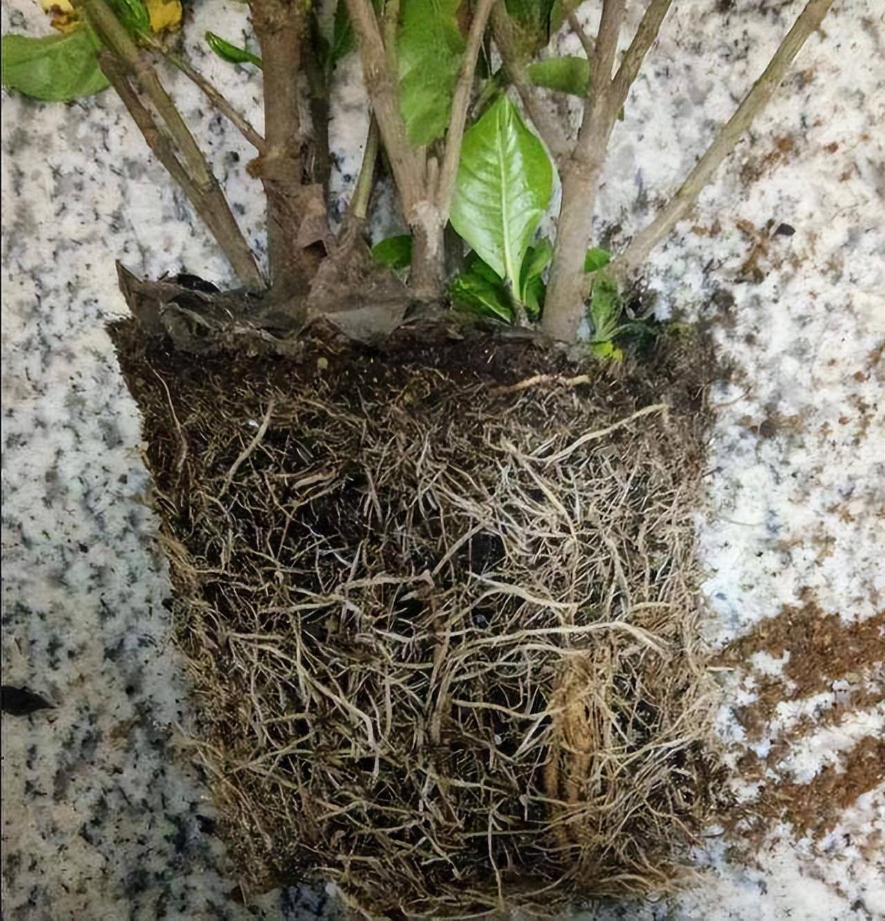 栀子花根(栀子花根系深还是浅)