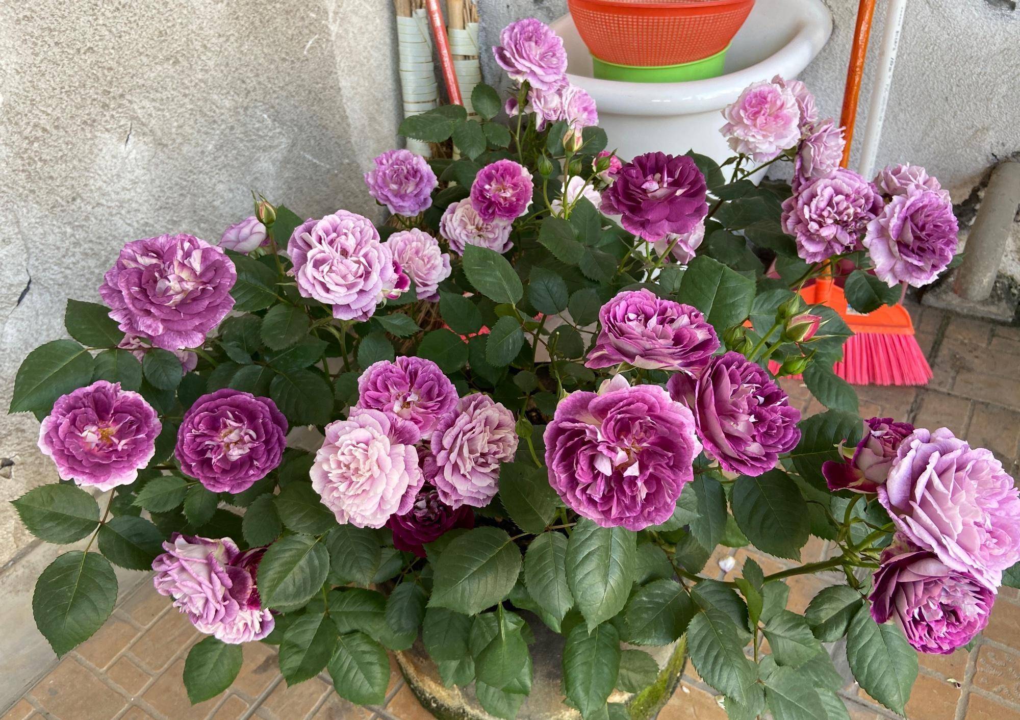 8种适合阳台养的强香月季,一花香一室,"颜值"也高,值得拥有_开花_香气