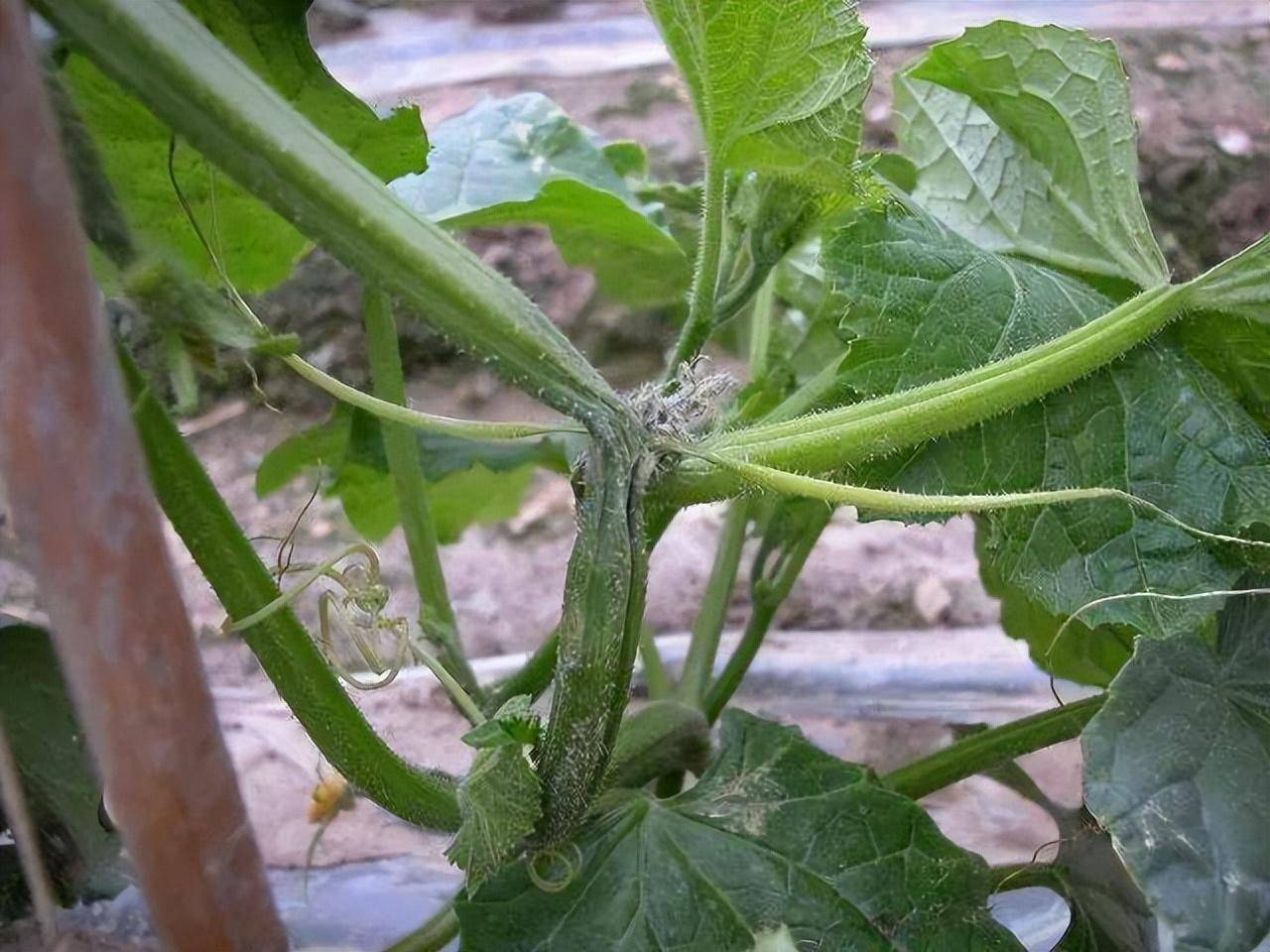 黄瓜疫病的防治措施有哪些?