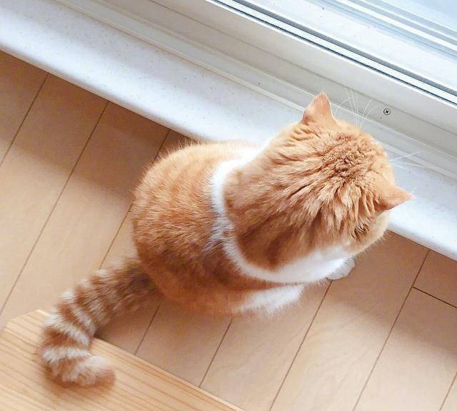 原创养一只"背影杀"的橘猫是怎样的体验,铲屎官:撸猫需要调角度!
