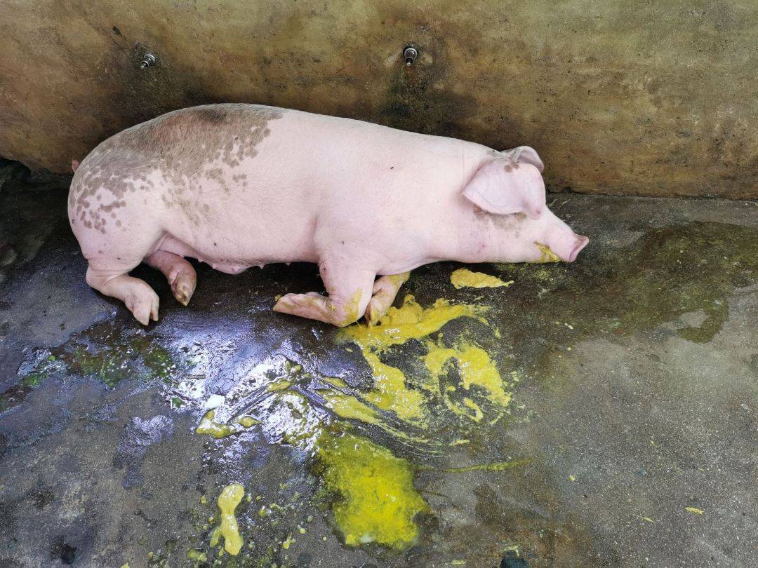 非洲猪瘟呕吐物图片图片