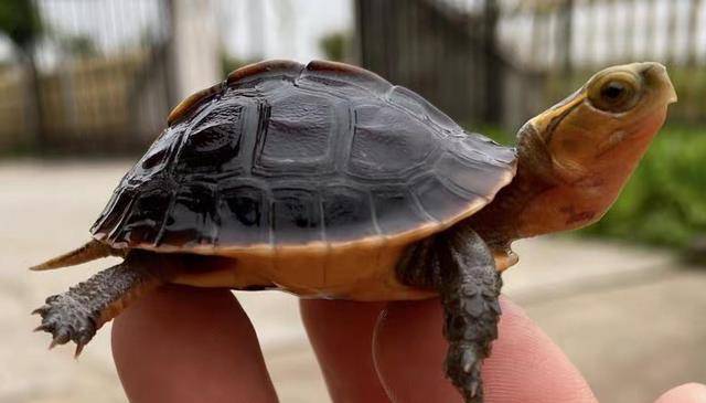 黄缘龟是风水龟吗,其寓意是什么「龟谷鳖老」_黄边_黄棱龟_龟甲