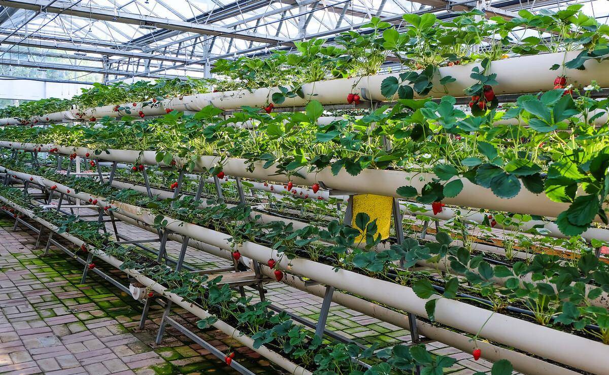 不同类型的大棚造价及效益如何分析对比_种植_建设_冷棚